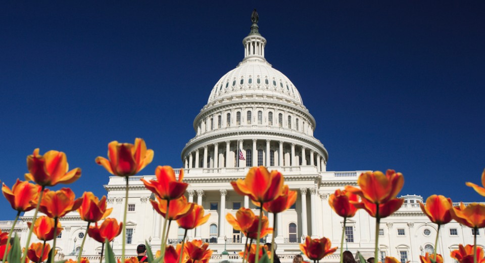 capitol_building_tulips